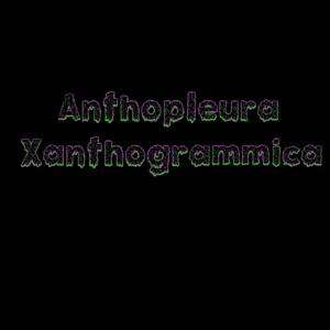 Anthopleura Xanthogrammica.png