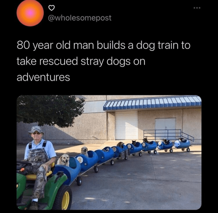 dogtrain.png