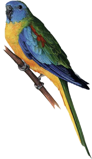 Turquoise Parrot.gif