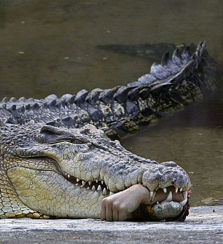 File:Croc hand.jpg