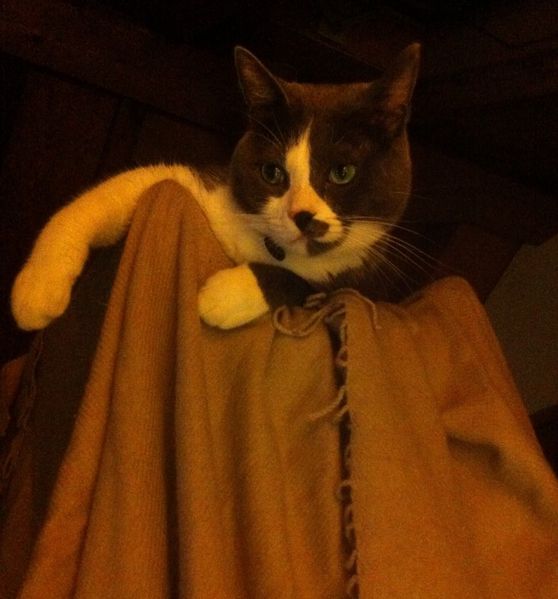 File:Smudge perch.jpg