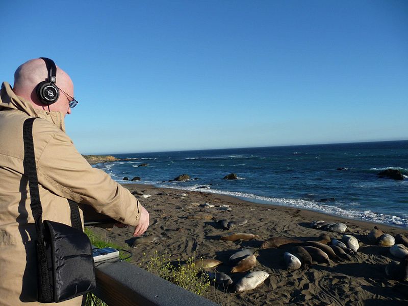File:Adrian elephantsealbeach2.jpg